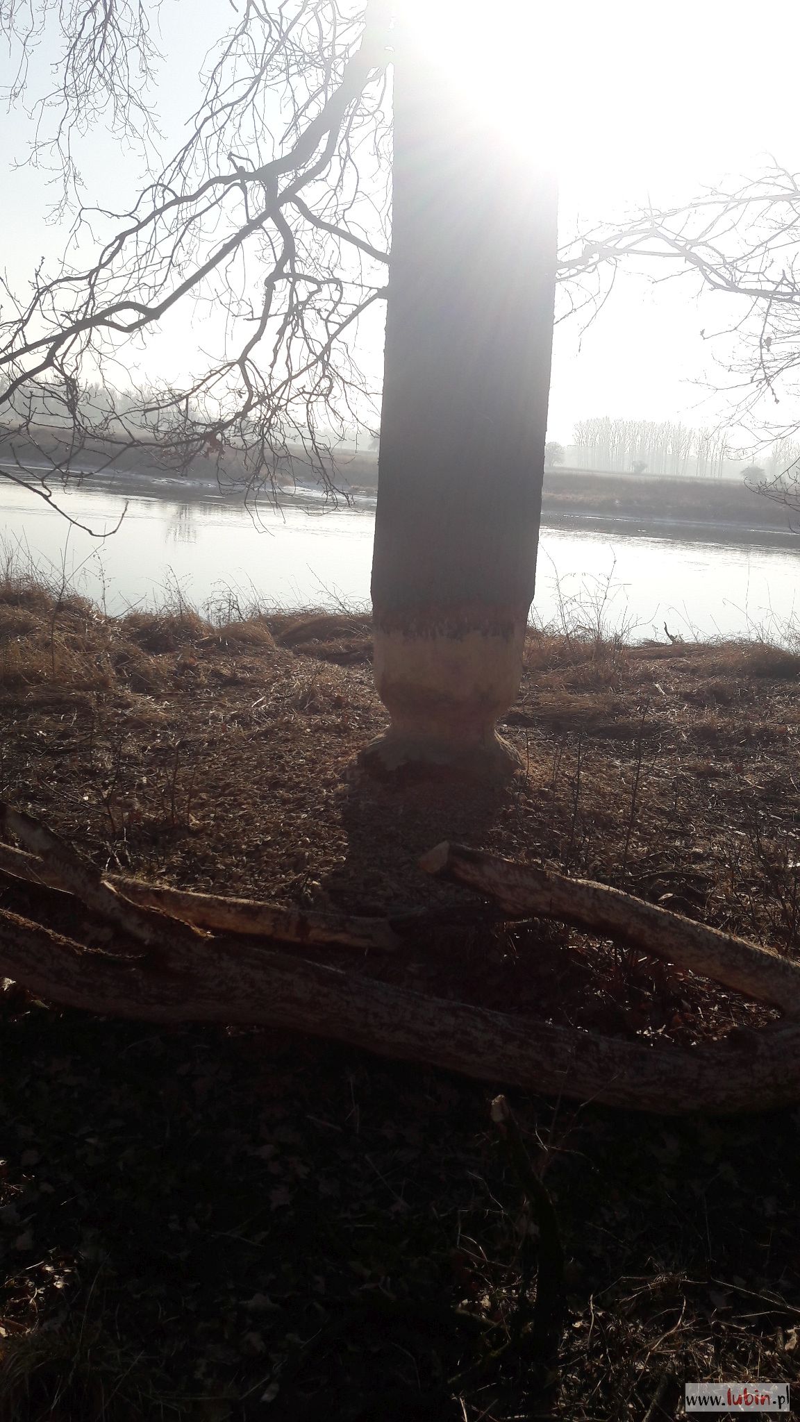 Bobry zagroziły strefie ekonomicznej