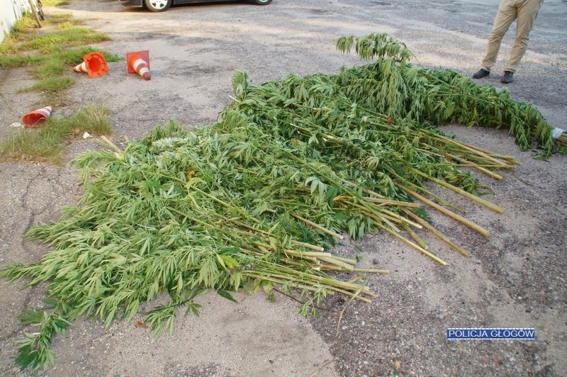 Plantacja konopi indyjskich ukryta była w lesie (FOTO)