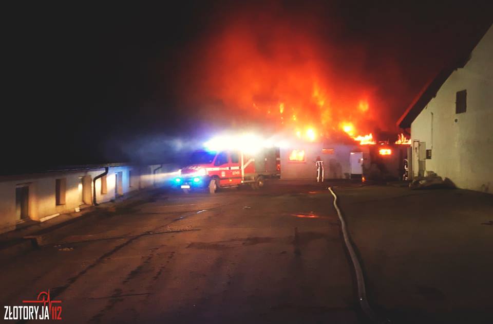 Ogromny pożar chlewni. Padło ponad tysiąc świń (FOTO)