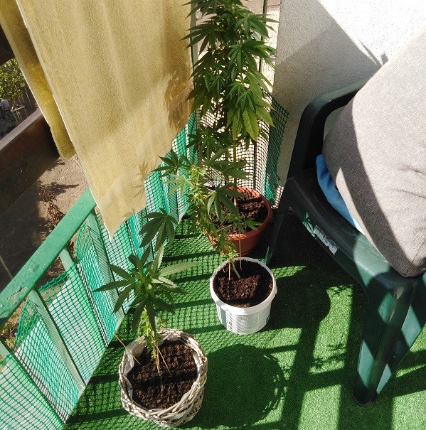 Na balkonie uprawiała krzewy konopi indyjskich (FOTO)