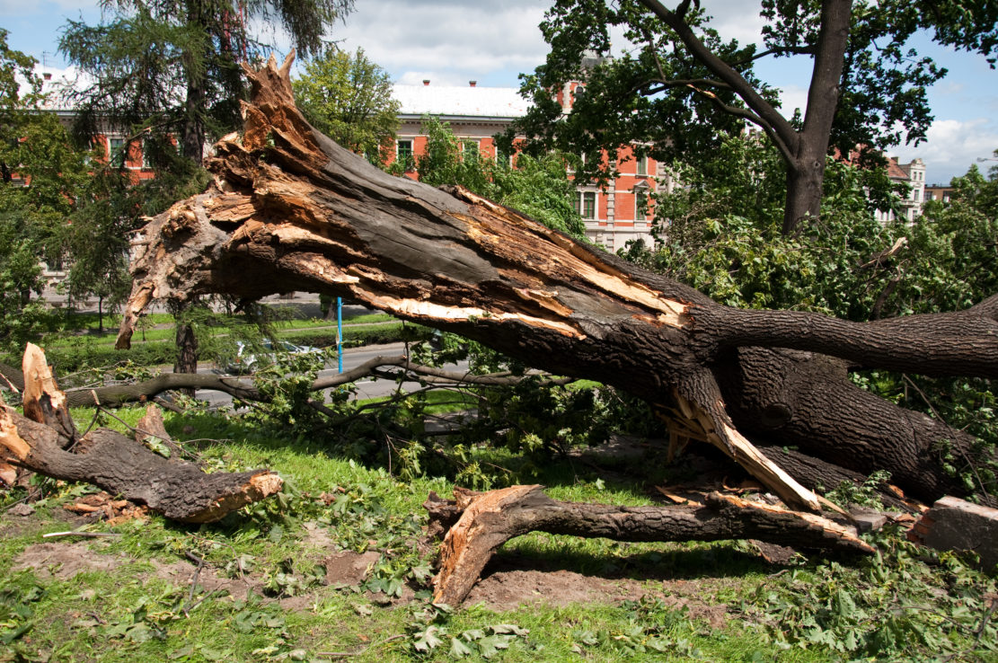 NIK chwali Legnicę za projekt odnowy zieleni
