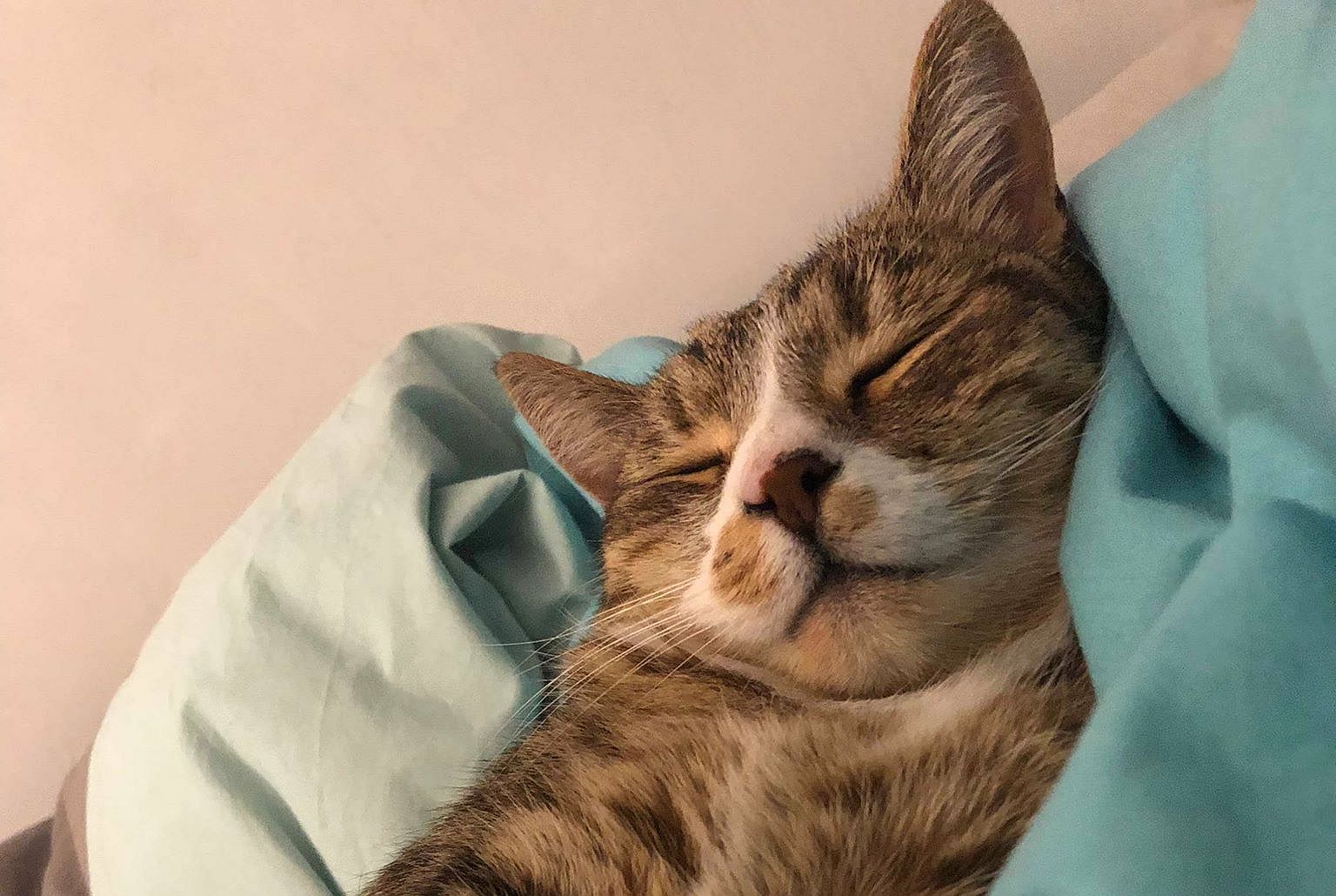 Światowy Dzień Zwierząt. Pochwal się swoim pupilem!