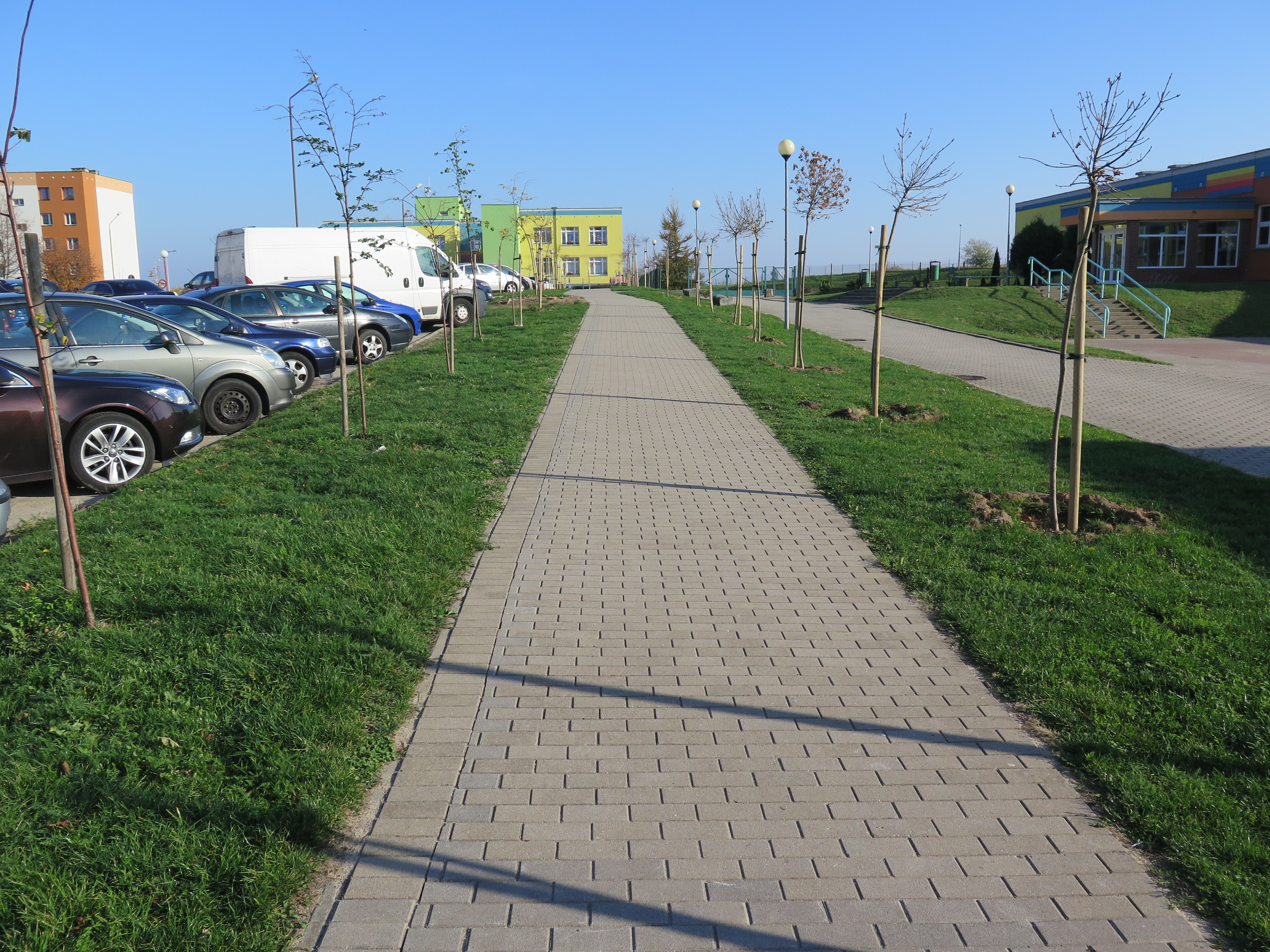 W mieście przybywa drzew