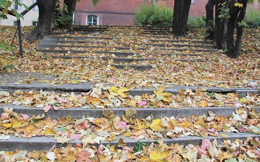 Kolejna zbiórka liści w Legnicy