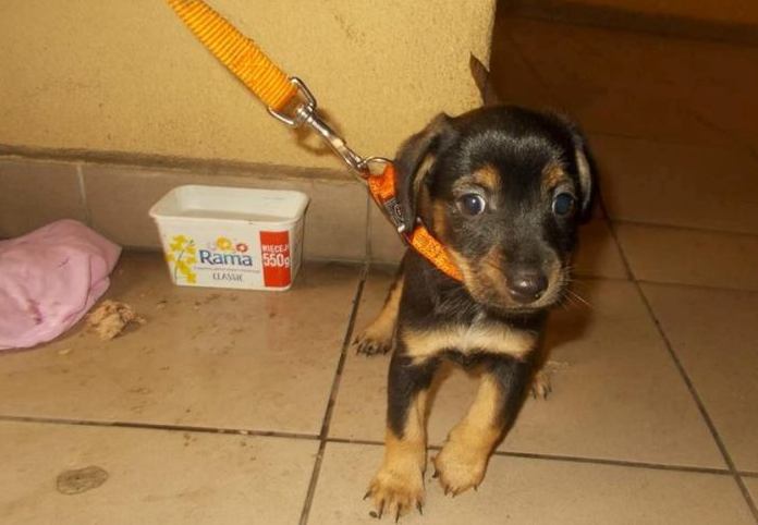 Strażnicy znaleźli porzuconego szczeniaka