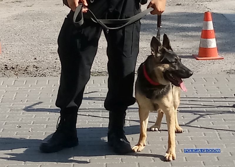 Policyjny pies wyczuł narkotyki (FOTO)