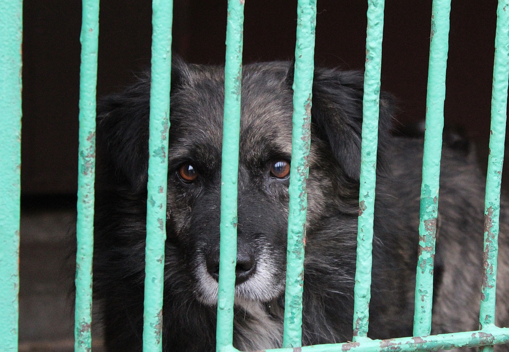 Ile Legnica wyda na bezdomne zwierzęta?