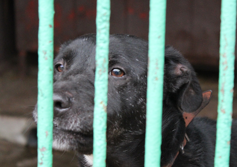 Zapełnili miskę dla pupila