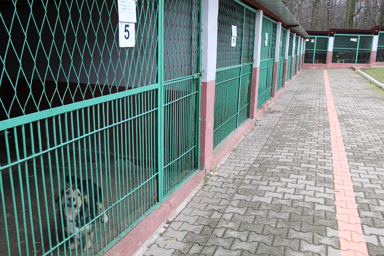 Boksy w remoncie. To zasługa legniczan