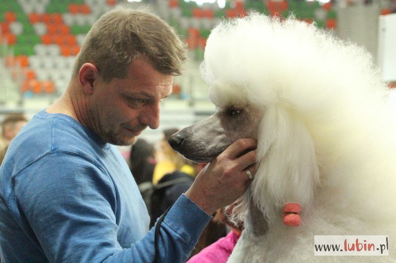 Tysiące psich piękności
