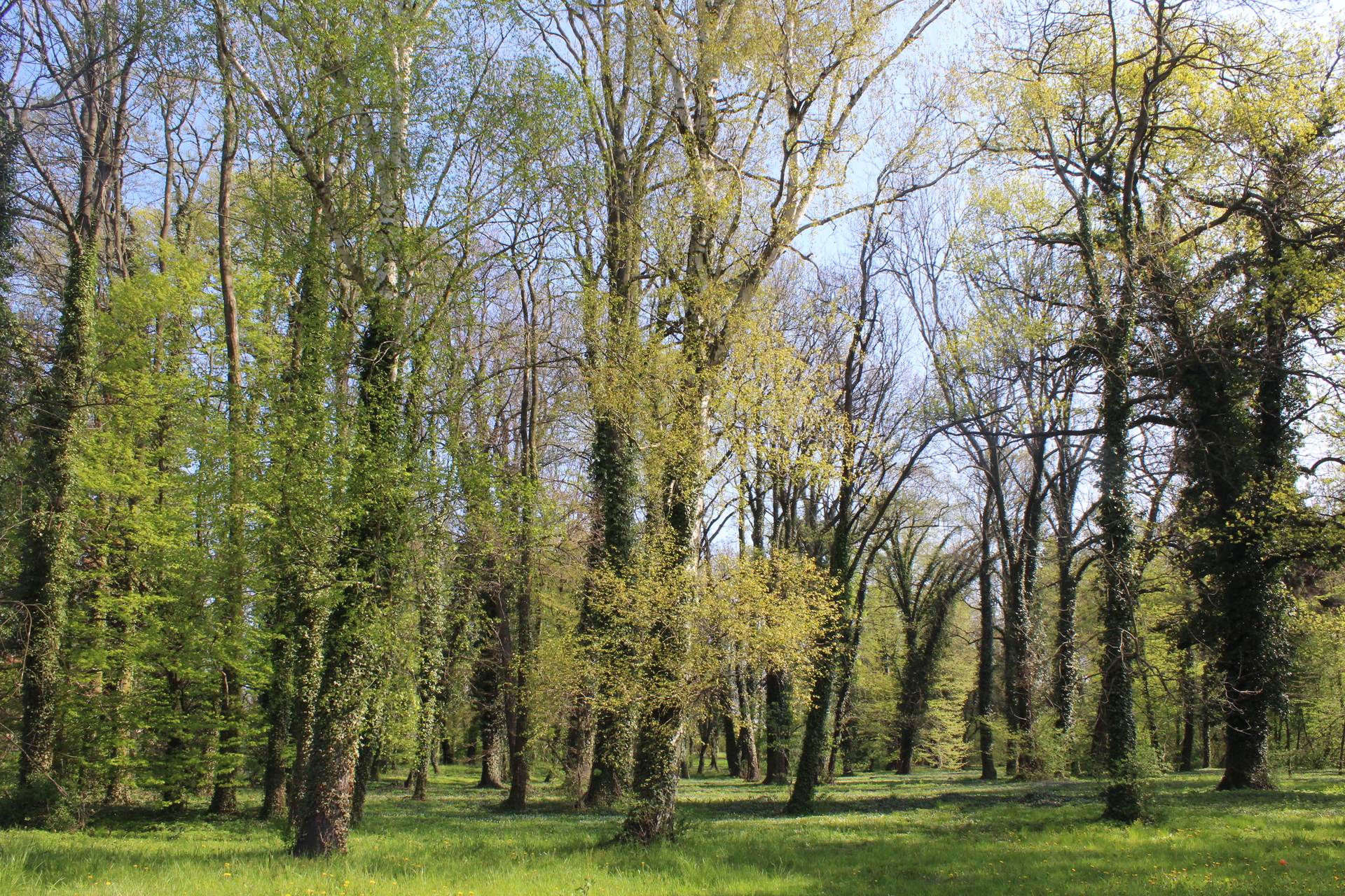 Rewitalizacja parku w Radwanicach