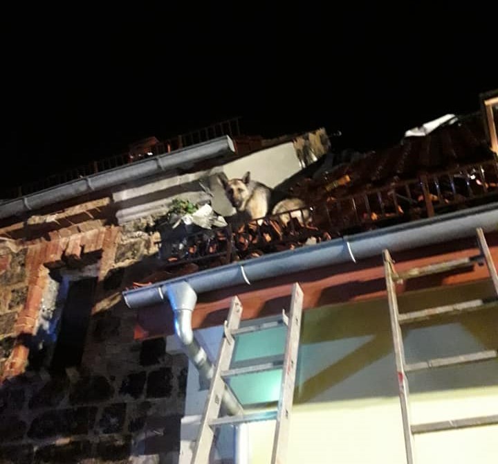 Pies wystraszył się petardy i uciekł na dach. Pomogli mu strażacy