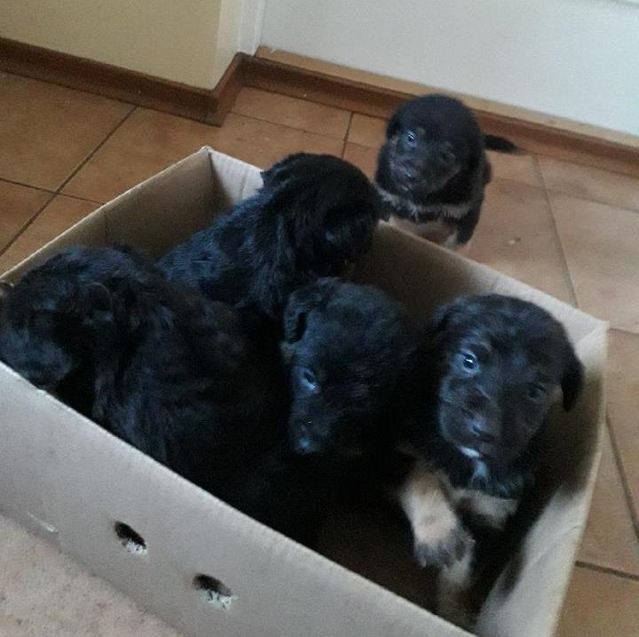 Pieski szukają domu. Gmina oferuje wsparcie