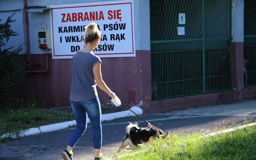 Miasto zadba o bezdomne zwierzęta