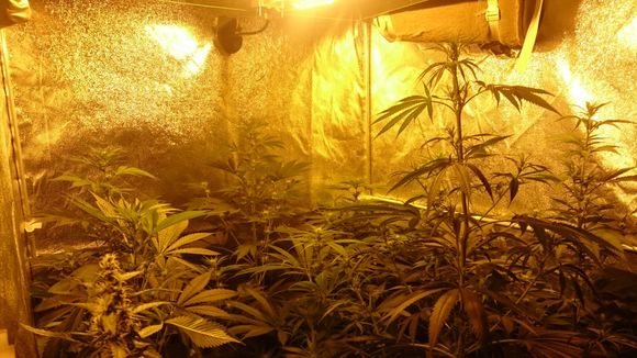 Zlikwidowali uprawę konopi