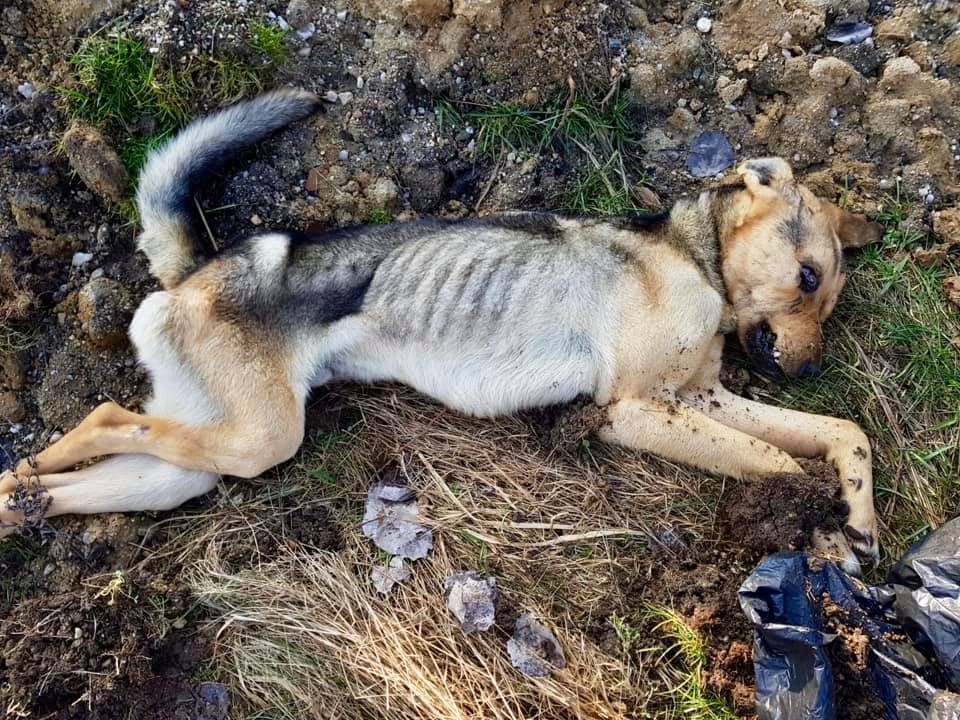 Zwierzęta zdychały w męczarniach [UWAGA, DRASTYCZNE ZDJĘCIA!]