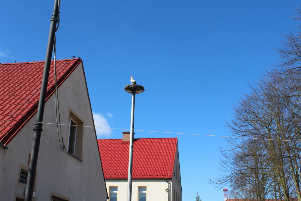 Bocian wrócił do polkowickiego „Skarbka”