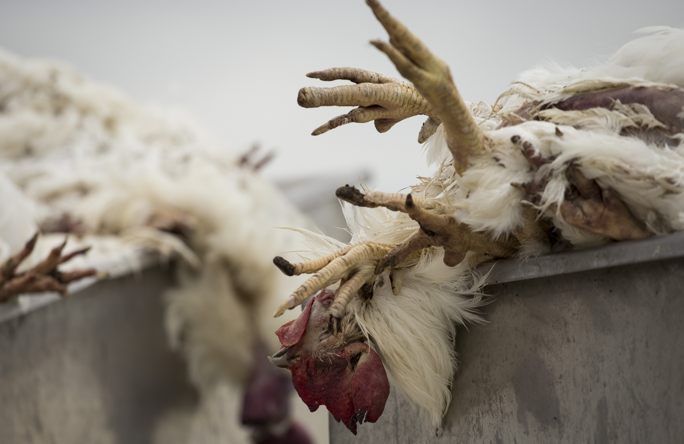 Zarzuty dla właściciela fermy w Lisowicach