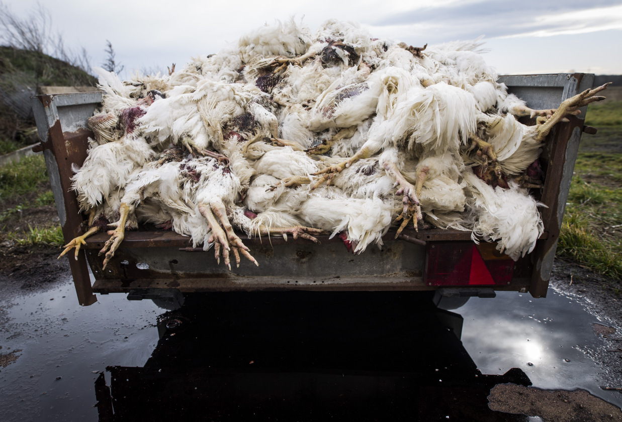 2 tys. zagłodzonych kur pod Legnicą (FOTO)