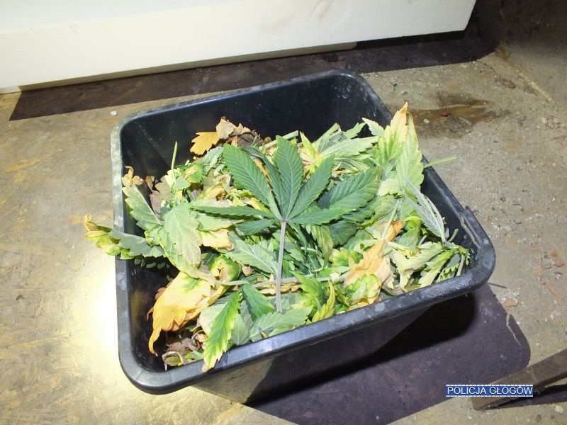 Zlikwidowali nielegalną uprawę