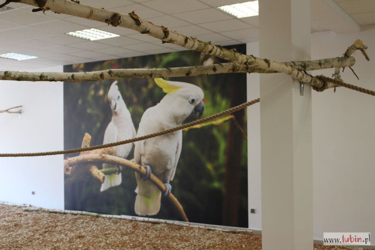 Papugarnia: ponad setka ptaków w Lubinie