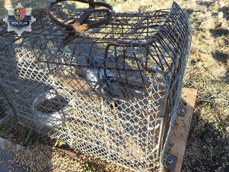 Na widok policjantów porzucił klatkę z gołębiem