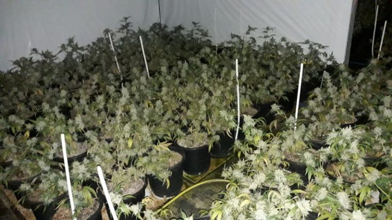 Gigantyczna plantacja konopi zlikwidowana