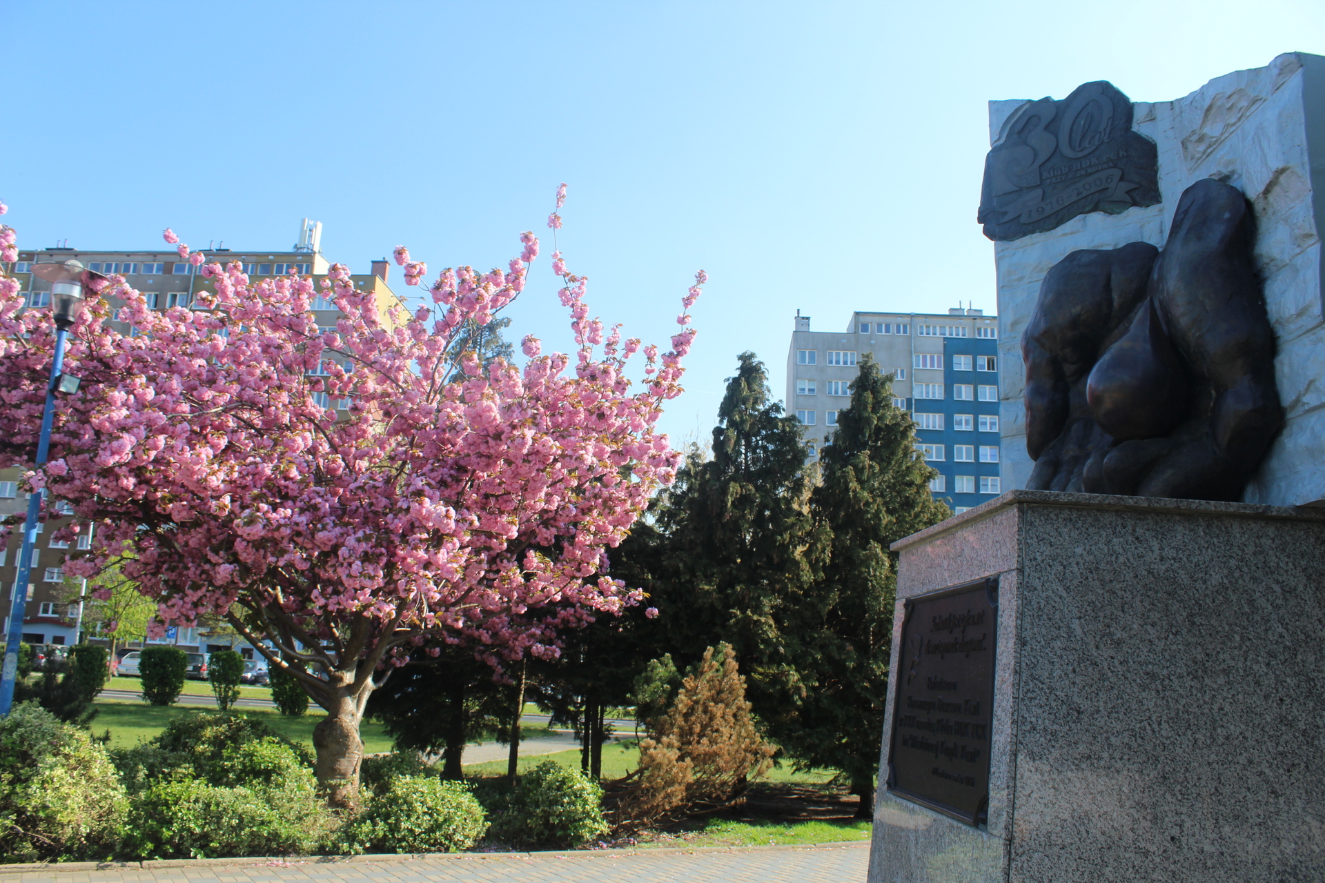 Wiśniowa atrakcja w Polkowicach (FOTO)