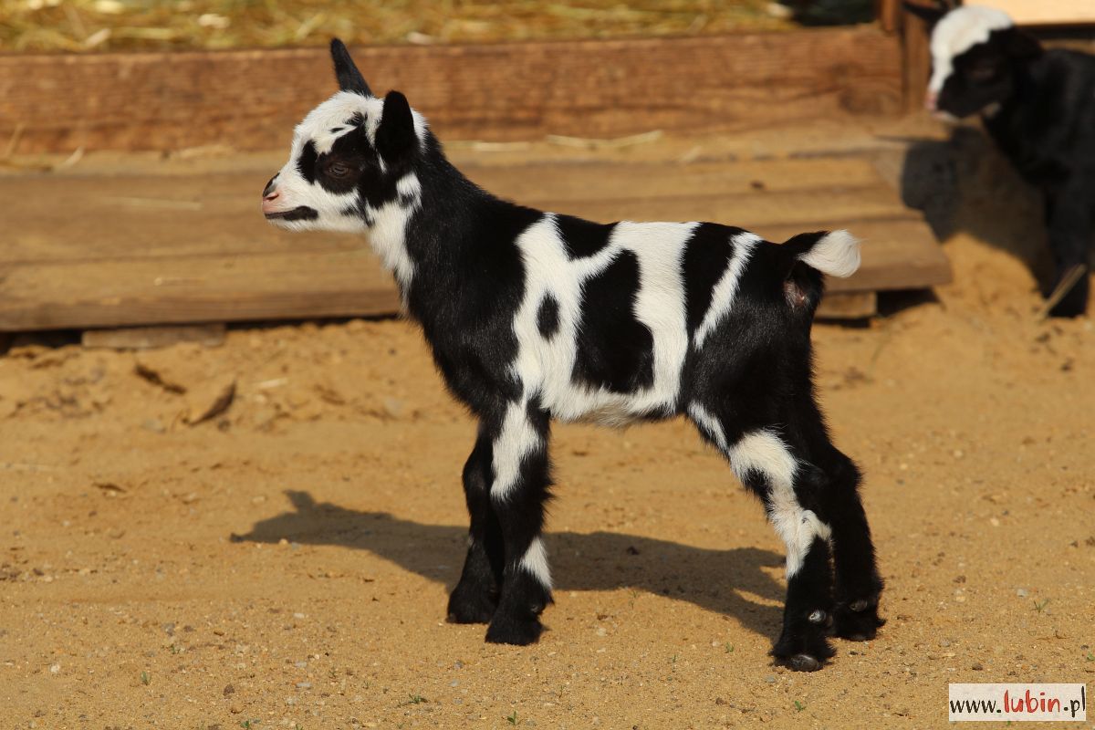 Na początek rozbrykana ósemka (FOTO)