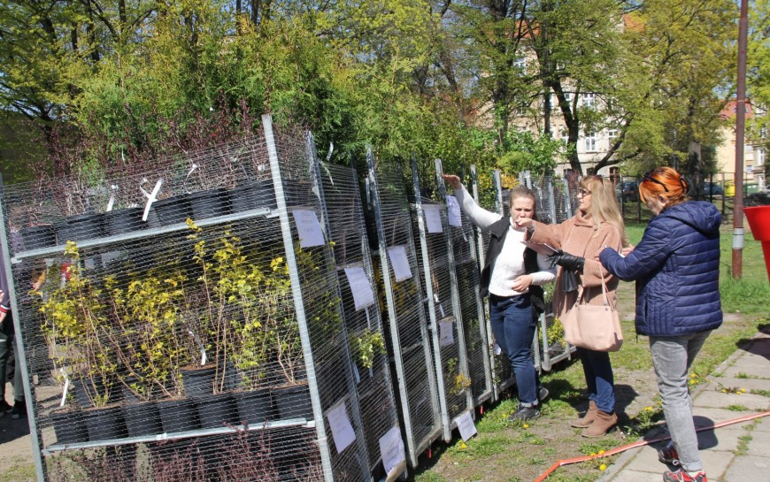 W Legnicy ruszyło wielkie sadzenie drzew i krzewów