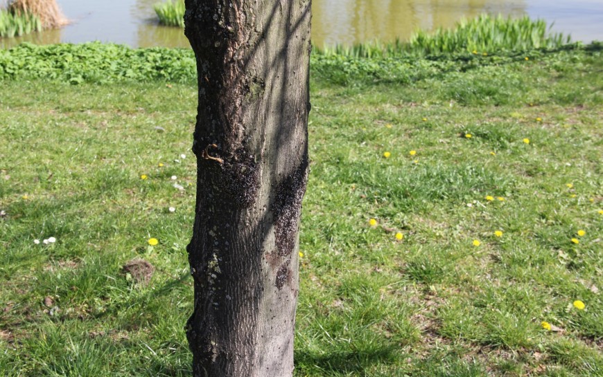 Legnica broni się przed pluskwiakami