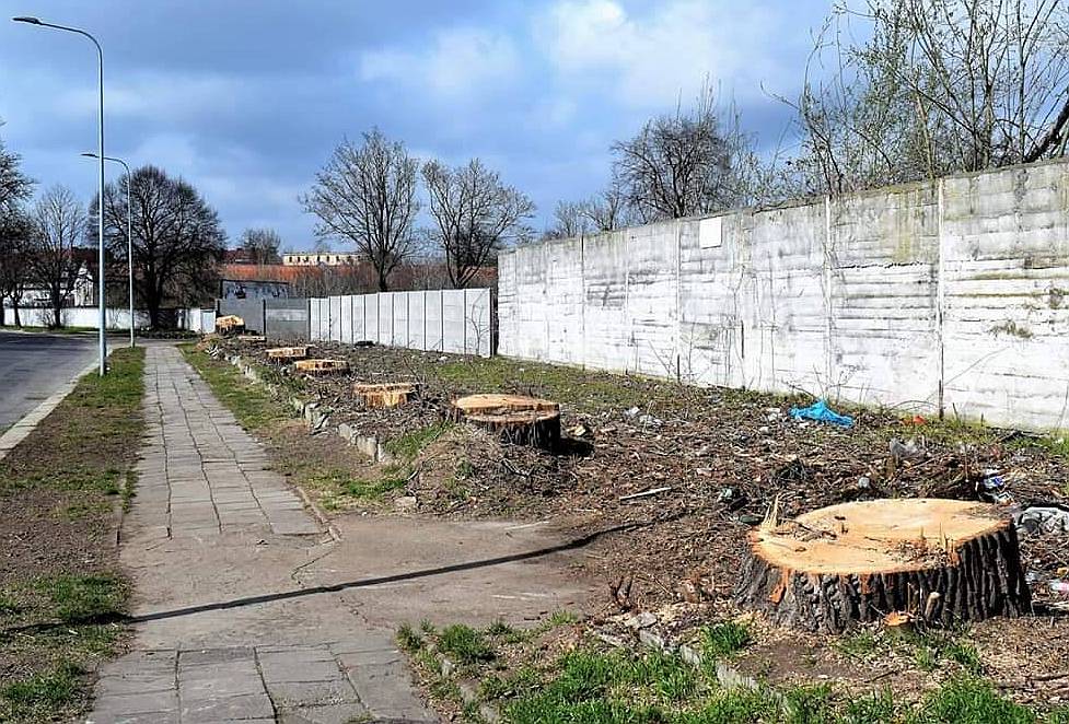 „Wycinka w okresie lęgowym?!” Ratusz tłumaczy