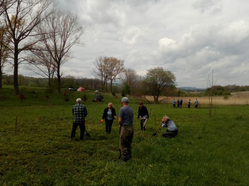 Posadzili pół tysiąca drzewek (FOTO)