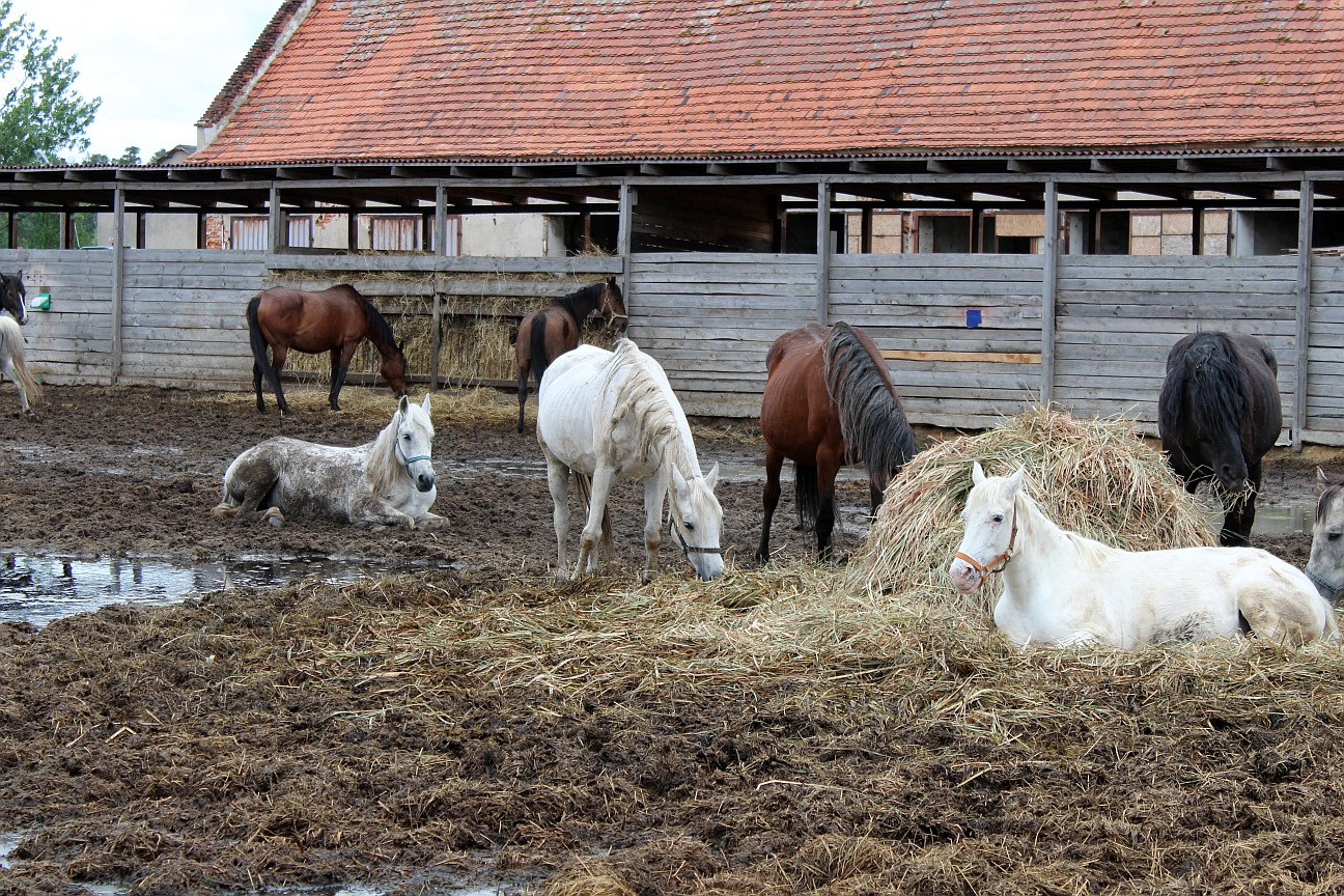Konie uratowane przed rzeźnią w dramatycznej sytuacji (WIDEO)