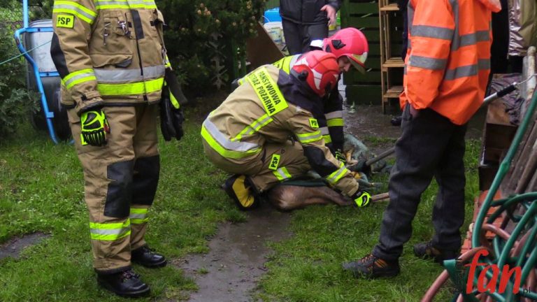 Strażacy uratowali przerażonego jelonka z centrum miasta (FOTO, WIDEO)