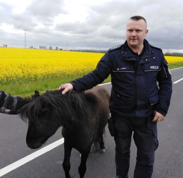 Kucyk biegał między autami