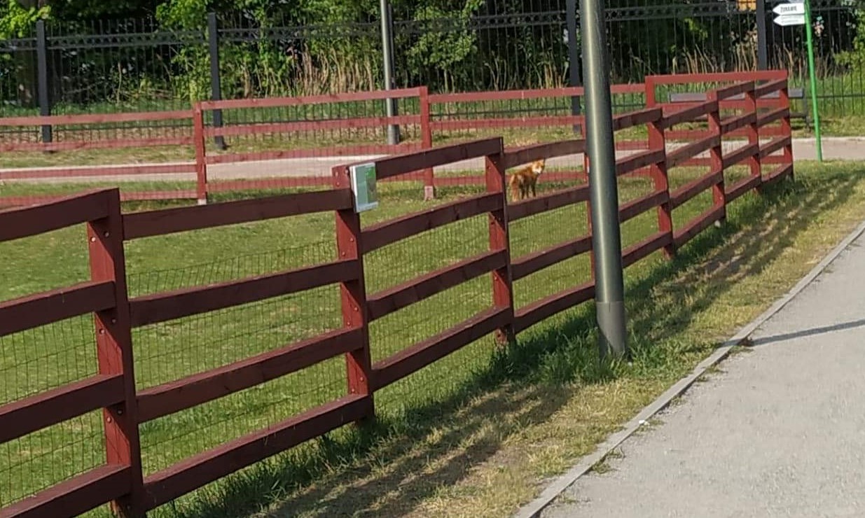 Chodzi lisek wkoło… parku. Dzikie rudzielce w mieście