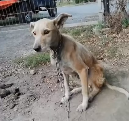Były radny oskarżony o nieludzkie traktowanie zwierząt (WIDEO)