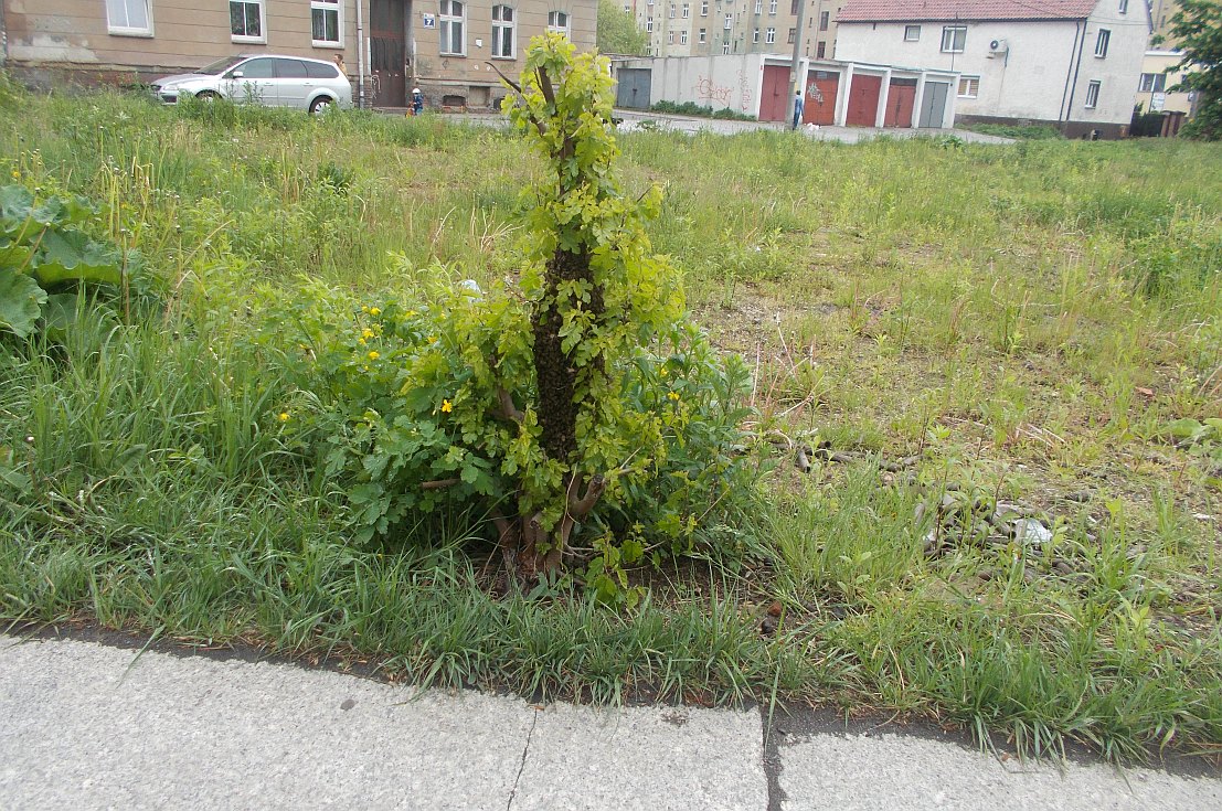 Strażnicy miejscy wezwani do roju pszczół