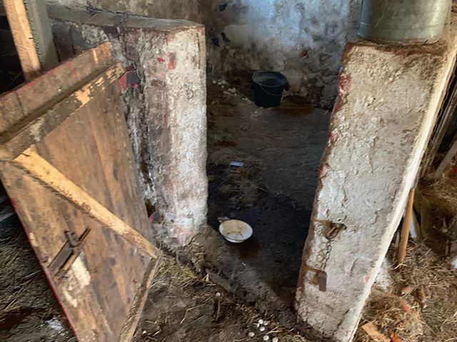 Powiesili psa, zaniedbali inne zwierzęta – okrutne rodzeństwo tymczasowo aresztowane