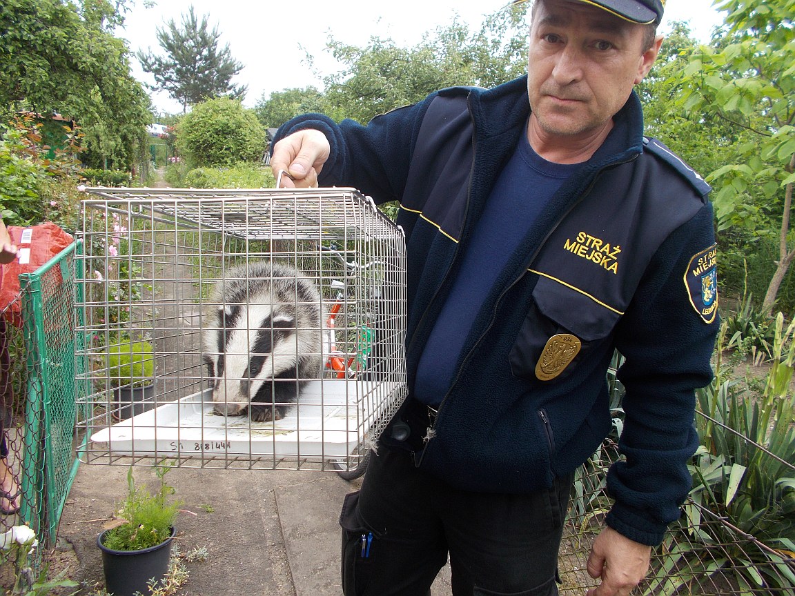 Działkowcy wezwali strażników do niecodziennego gościa