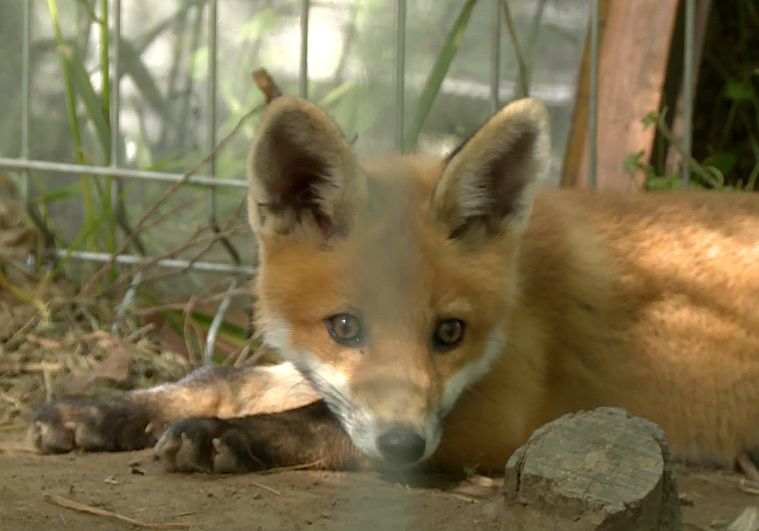 Sezon na zwierzęcy kidnapping (WIDEO)