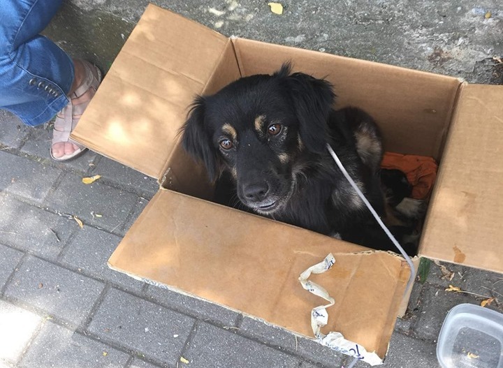 Psy porzucone w upalny dzień