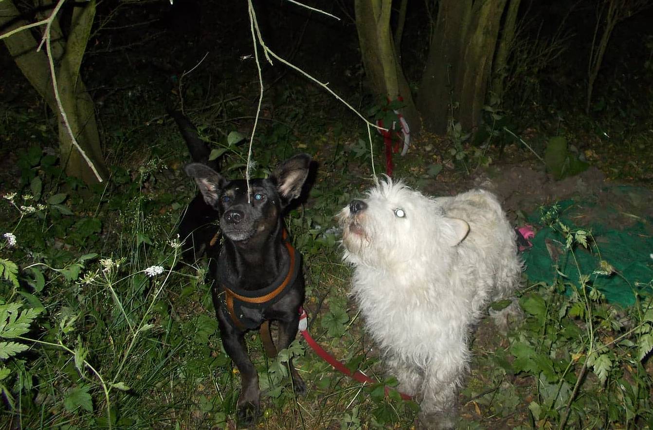 Wystraszone psy czekały na ratunek (WIDEO)