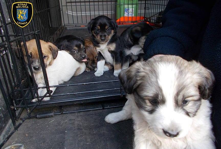 Strażnicy przewieźli psią rodzinę do schroniska