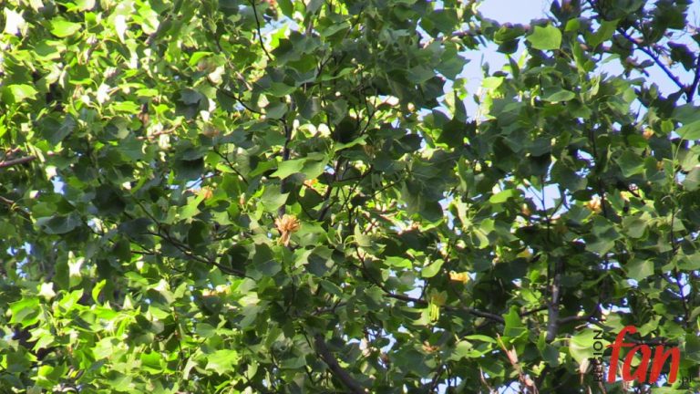 Tulipanowiec w roli głównej (FOTO, WIDEO)