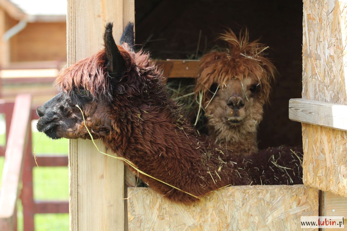 Tort i nowi mieszkańcy na piąte urodziny zoo (WIDEO, FOTO)