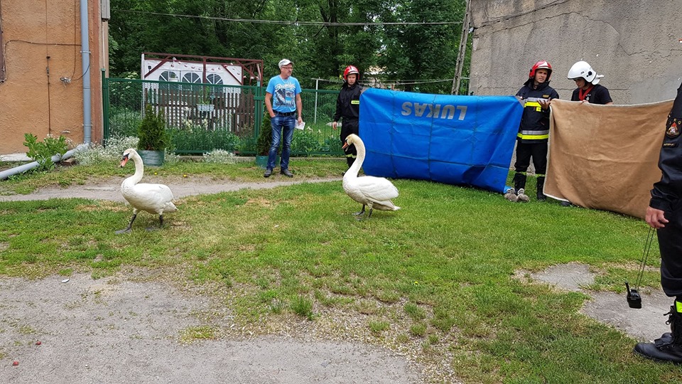 Łabędzie przeszkodziły dzieciom w zabawie (FOTO)