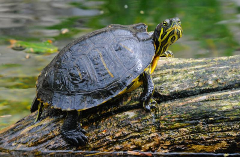 Egzotyczny gad znaleziony w parku