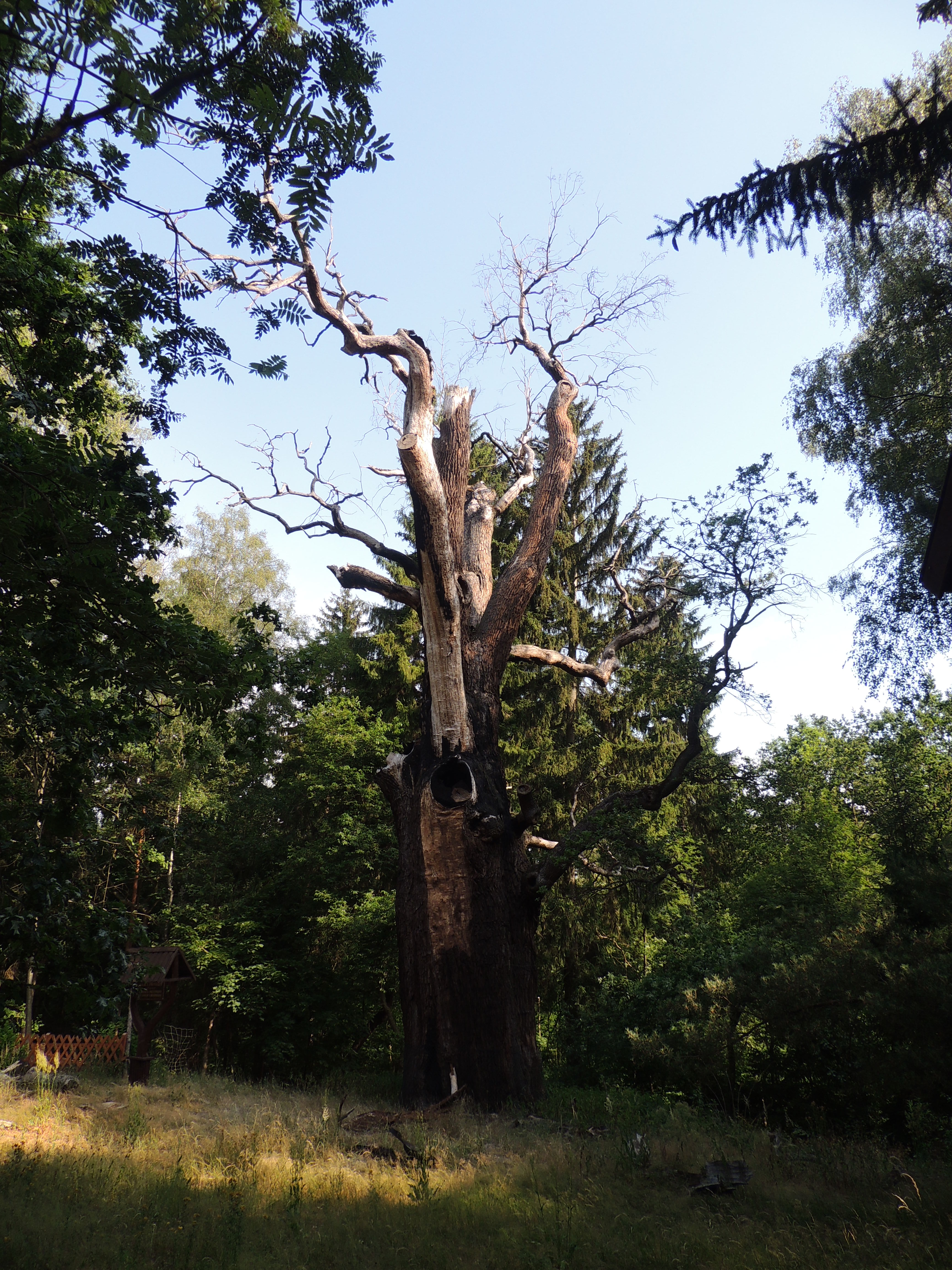 Dąb „Chrobry” wciąż słabnie